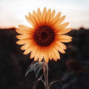 Meet your Posher, Alissa